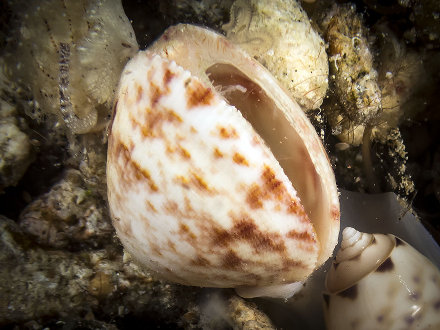 Pectinidae 01